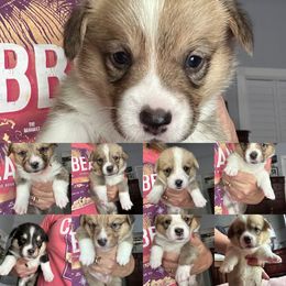 Pembroke Welsh Corgi Puppies from Connie’s Corgies