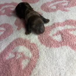 Maple - Dapple female Dachshund puppy in Lake City, Florida from My Ditzy Doxies of Florida
