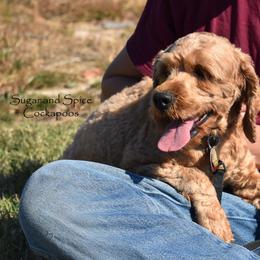 Raspberry - Cockapoo