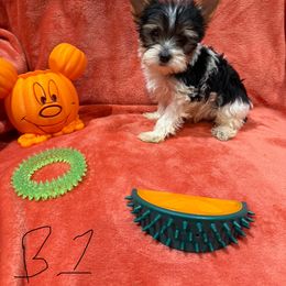 B1 - Parti male Yorkshire Terrier puppy in Madera, California from Rosann's Yorkshire Terriers