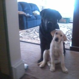 Labrador Retriever Puppies from East Coast Labradors