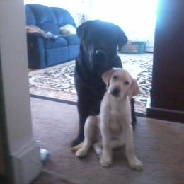 Labrador Retriever Puppies from East Coast Labradors