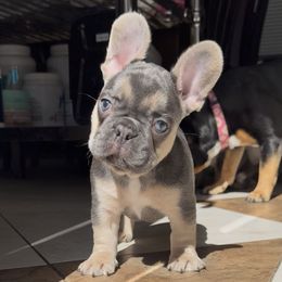 Milo - Blue male French Bulldog puppy in Yarmouth, Maine from Wyatt and co Frenchies