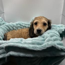 Carter - Cream male Dachshund puppy in Mountain Home, Arkansas from Furry Friends Kennel