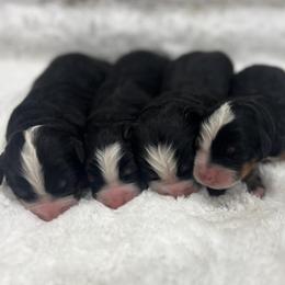 Female 3 - Black rust and white female Bernese Mountain Dog puppy in Flat Rock, Illinois from Corner Stone Bernese Mountain Dogs