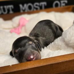 Bluey - Blue and tan female Dachshund puppy in Upland, California from The Puppy Cottage