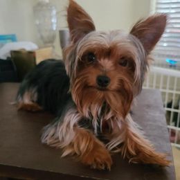Gibbs - Yorkshire Terrier