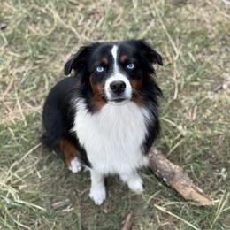 Bernie - Miniature Australian Shepherd
