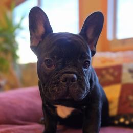 Girl 3 - Black female French Bulldog puppy in Crane, Missouri from James River French Bulldogs