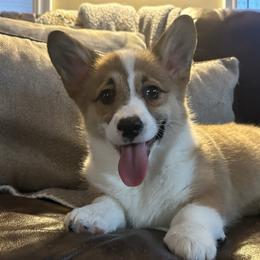 Buckeye - Sable male Pembroke Welsh Corgi puppy in New Auburn, Wisconsin from Cordell Corgis