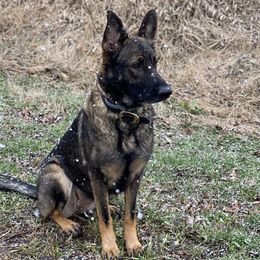 Xena or Z - German Shepherd