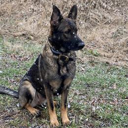 Xena or Z - German Shepherd