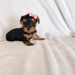 Puppy 2 - Black and gold female Yorkshire Terrier puppy in Modesto, California from TheDogHouse