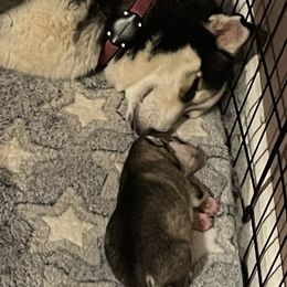 Pomsky Puppies from Stacy’s Playful Pomsky