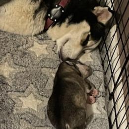 Pomsky Puppies from Stacy’s Playful Pomsky