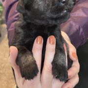 Boy 6 - Standard Schnauzer puppy from Amazing Standard Schnauzers