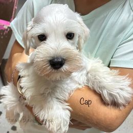 Cap - White female Miniature Schnauzer puppy in Sedalia, Missouri from Farmer Brown's Puppies