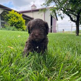 Fleet - Brown male Schnoodle puppy in Lathrop, Missouri from RR Schnoodles