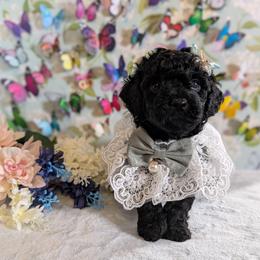Purple Girl - Black female Shihpoo puppy in Rockledge, Florida from Stormie's Doodles