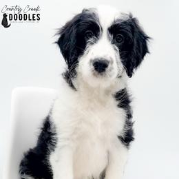 Memorial aka Remi - female Australian Mountain Doodle puppy in Tipton, Indiana from Country Creek Doodles