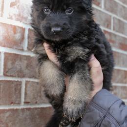 Blue collar - Black and red male German Shepherd puppy in Mount Vernon, Missouri from German Haus German Shepherds LLC