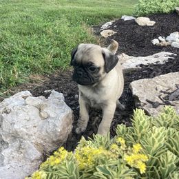 AKC black foot - Fawn male Pug puppy in Barry, Illinois from Tina’s Pugs
