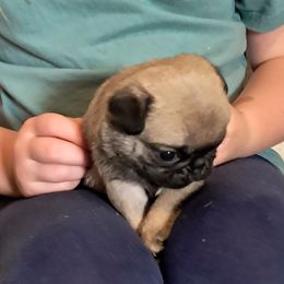 Fawn girl - Fawn female Pug puppy in Woodland, Washington from Moore's Little Pug's