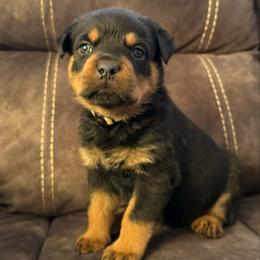 Zeus - Black and tan male Rottweiler puppy in Newfoundland, Pennsylvania from Poconopaws