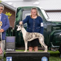 Dory - Whippet