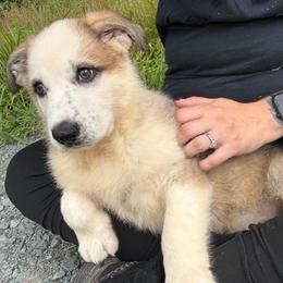 Panda Female 1 (purple collar) - Panda female German Shepherd puppy in Tafton, Pennsylvania from Pocono GSD