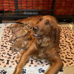 Honey - Golden Retriever