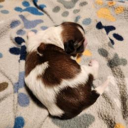 Boy 3 - Tricolor male Shih Tzu puppy in New Bern, North Carolina from Kuddly Creatures