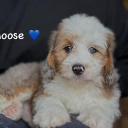 Moose - Blue merle male Aussiedoodle puppy in Lancaster, Minnesota from Finney Ranch