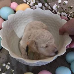 Yellow - White male Poodle puppy in Henagar, Alabama from Windy Oak Kennels