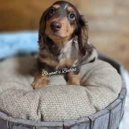 Gypsy's dapple baby boy - Dapple male Dachshund puppy in Girard, Illinois from Bryant's Babies