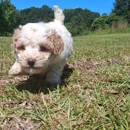 Harmony - White female Shihpoo puppy in Macon, Georgia from Shipoo Lane