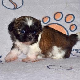 Oreo - Black gold and white female Shih Tzu puppy in Stroud, Oklahoma from Laik’s Little Shihtz & Poms