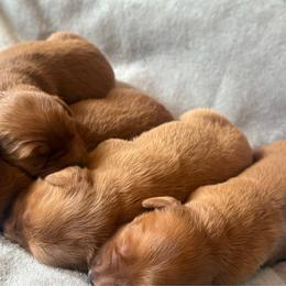 Girl 4 - Dark golden female Golden Retriever puppy in Albemarle, North Carolina from Companion Goldens of the Carolinas