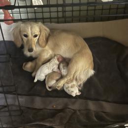 Delilah - Dachshund