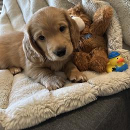 Dachshund Puppies from Kimberly Inman