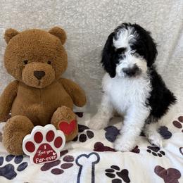 Hans - male Golden Mountain Doodle puppy in Victoria, Texas from Deidre's Doodles