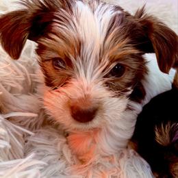Harmony - Parti female Yorkshire Terrier puppy in Ballston Spa, New York from pupstatenewyorkies