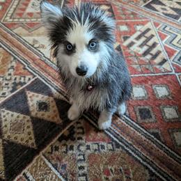 Pomsky Puppies from Rocky Mountain Pomskies