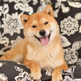 Asahi - Shiba Inu