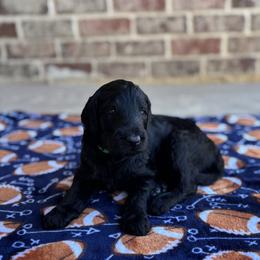 Goldendoodle Puppies from Osgood Doodles