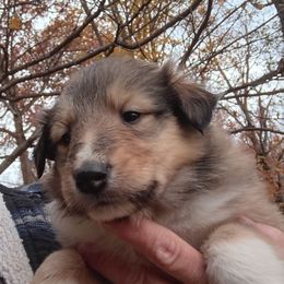 Dark Sable Girl - Sable and white female Collie puppy in Salem, Indiana from Living Blessed Collies