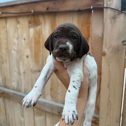 Pink girl - White and liver female German Shorthaired Pointer puppy in Roseville, California from Valley Pointers