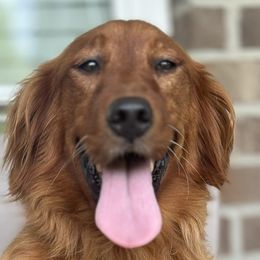 Golden Retrievers from Companion Goldens of the Carolinas