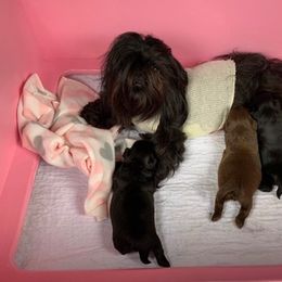 Shih Tzu Puppies from Sara’s precious Shih Tzus