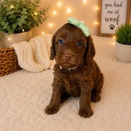 Summer - White Collar - Red  female Goldendoodle puppy in Huntsville, Alabama from Falcon Ridge Doodles